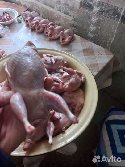 Мясо перепелов