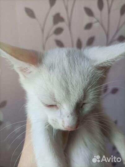 Котенок в добрые руки