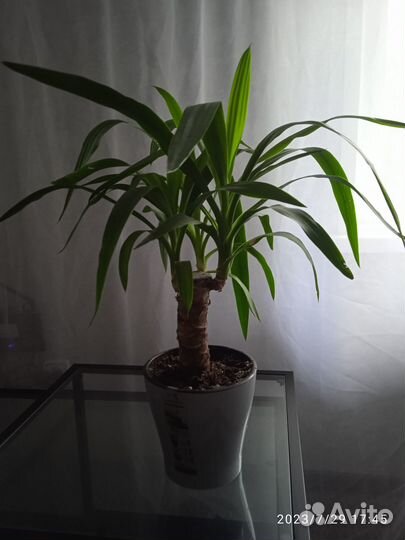Продам Юкка