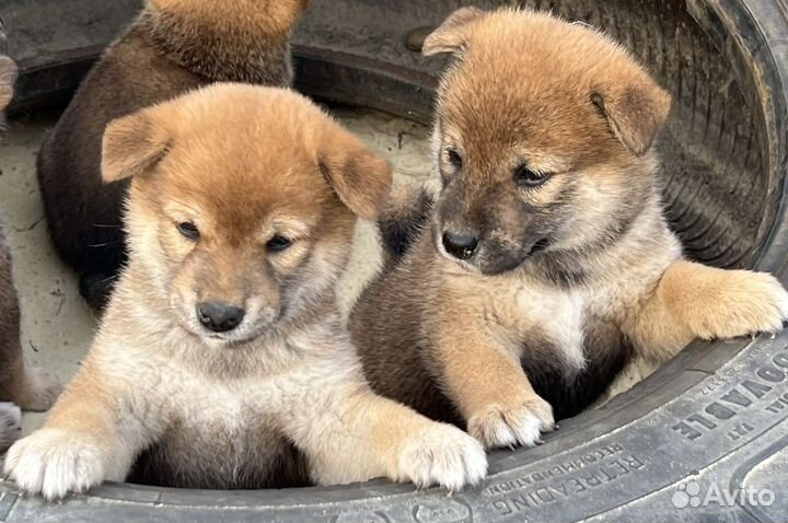 Щенки сиба ину