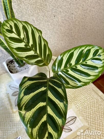 Комнатные растения цветы