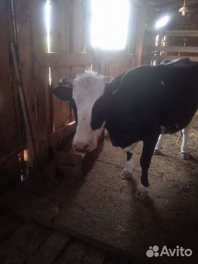 Корова дойная