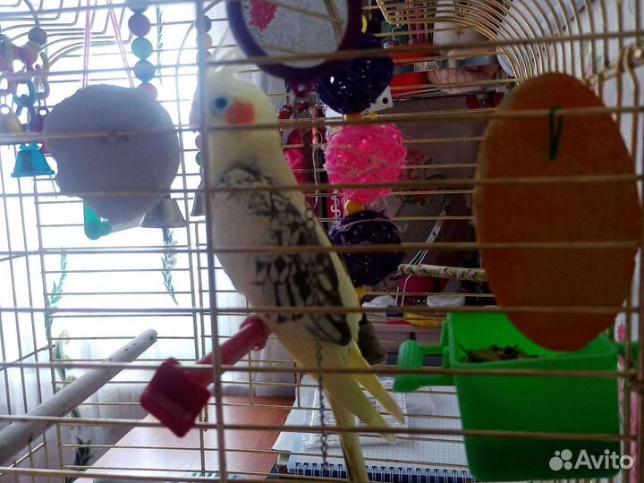 Попугай корелла