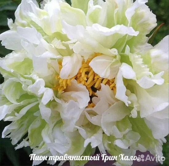 Ива цельнолистная Хакуро Нишики.Багульник