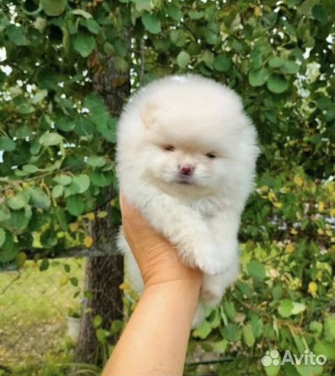 Померанский шпиц