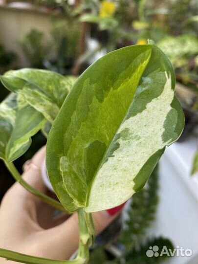 Сциндапсус энджой