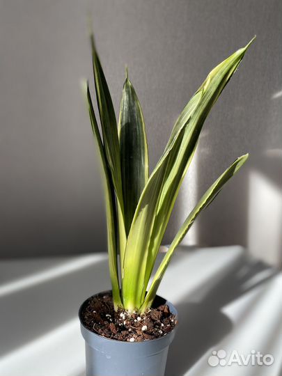 Сансевиерия сортовая Silver Spears