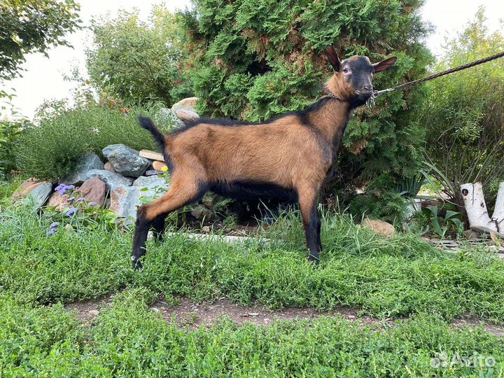 Козы и козлики чешской и альпийской пород