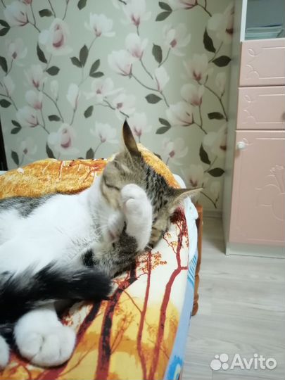Кот