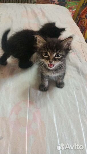 Вислоухие котята