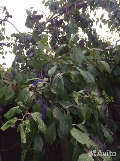 Саженцы сливы