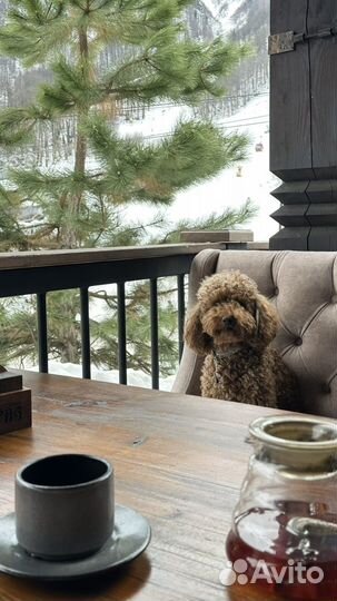 Карликовый пудель