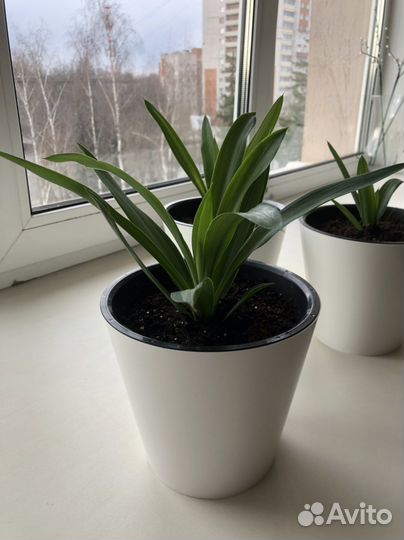 Пальма юкка