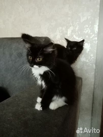 Котенок/котик