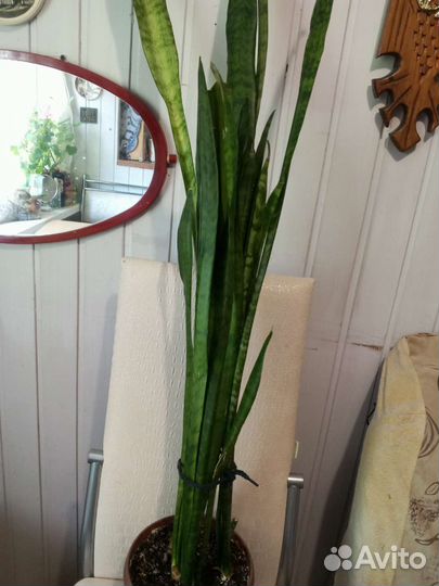 Сансевиерия ханни