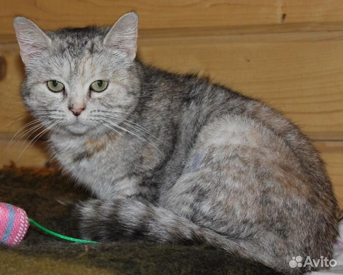 Кошка в добрые руки