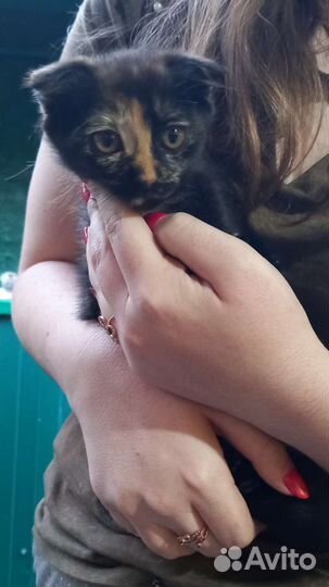 Кошка