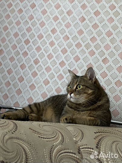 Европейская