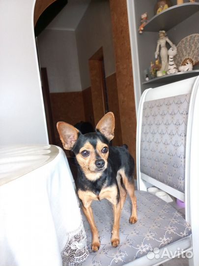 Той-терьер вязка