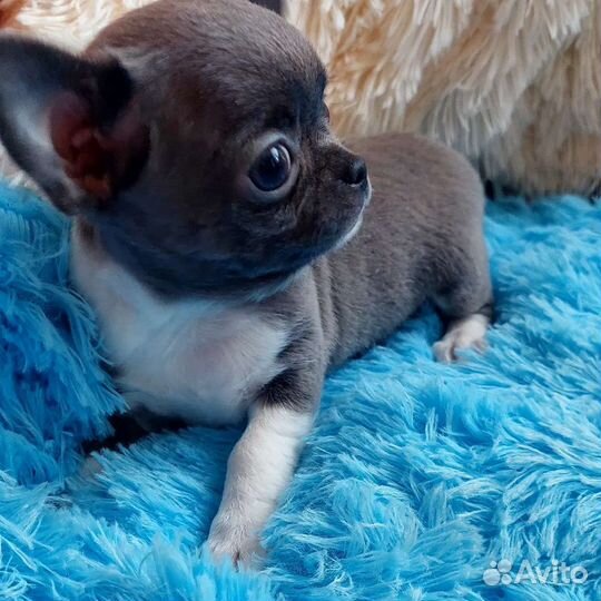Мини девочка чихуахуа