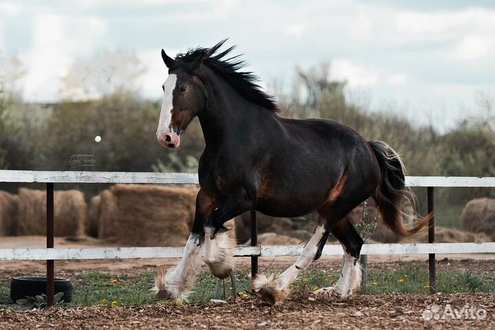 Шайр, Ахалтекинцы, испанцы Андалузы, случка
