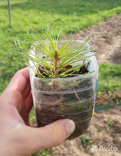 Кедр Корейский саженцы зкс