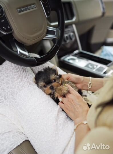 Йоркширский терьер микро размер