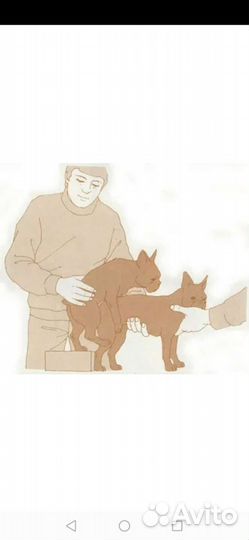 Опытный инструктор по вязкe собак