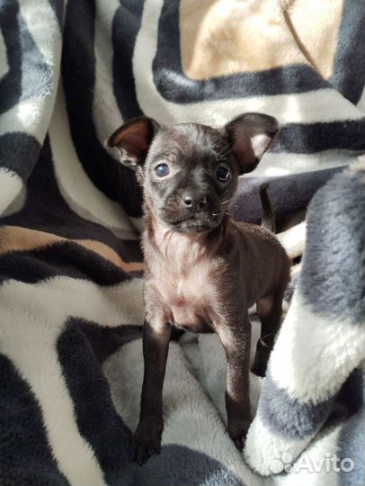 Мини той-терьер