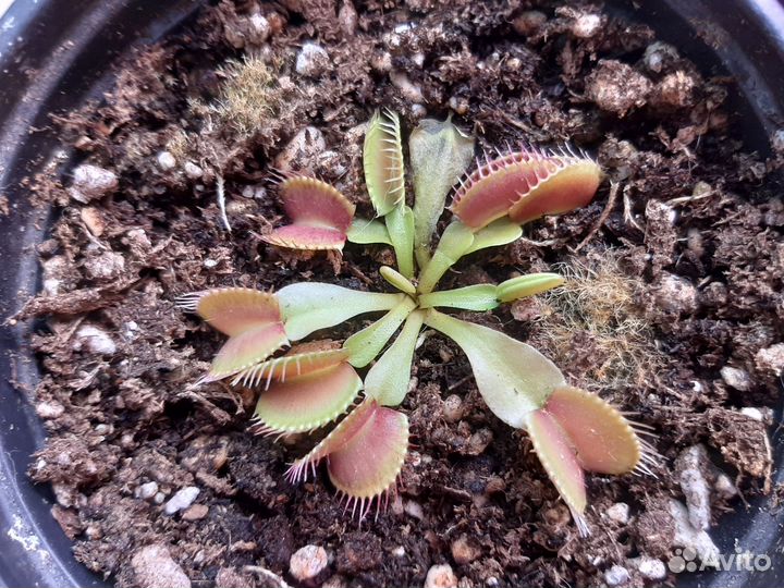 Венерина мухоловка/дионея