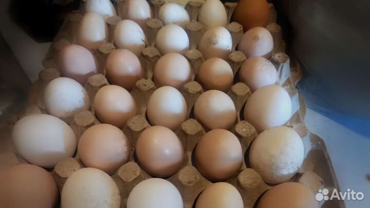 Яйцо куриное