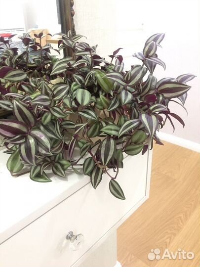 Традесканция зебрина