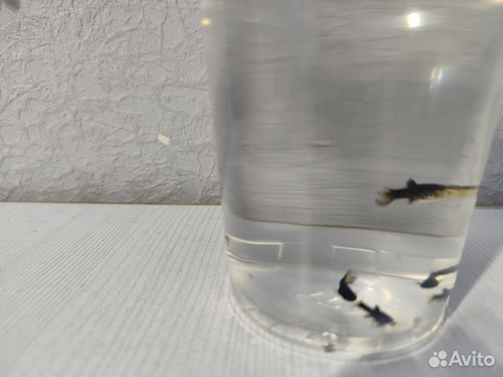 Мольки моллинезии