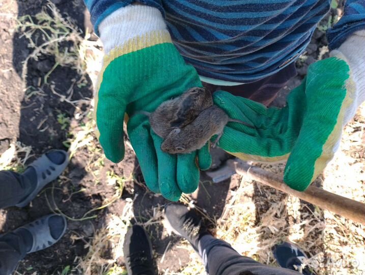 Братья Сплинтера