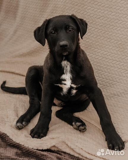 Собака в добрые руки