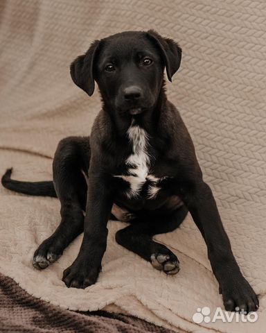 Собака в добрые руки