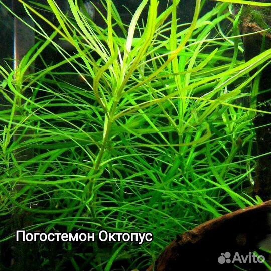 Аквариумные растения