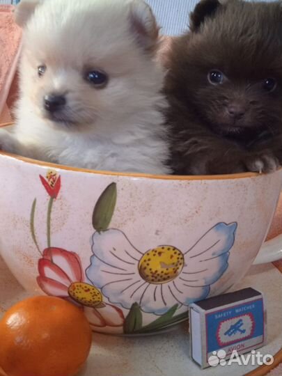 Щенки шпица