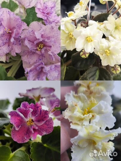 Детки/ стартеры сортовых фиалок