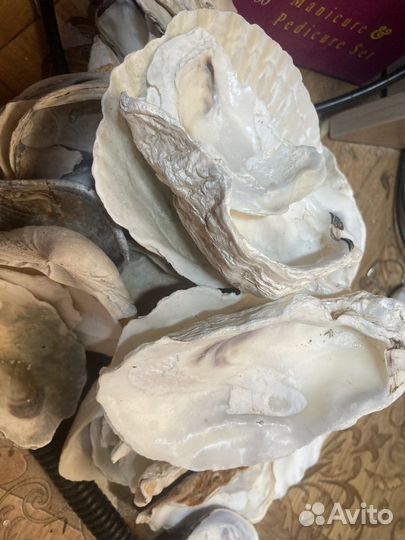 Морские ракушки