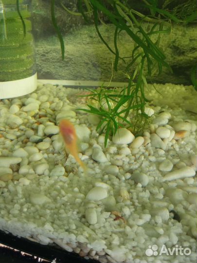 Рыбка сом-анцитрус в ваш аквариум