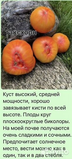Рассада помидор