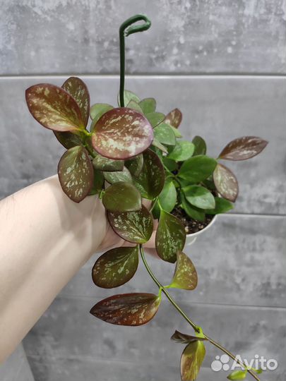 Хойя и дисхидия срезом