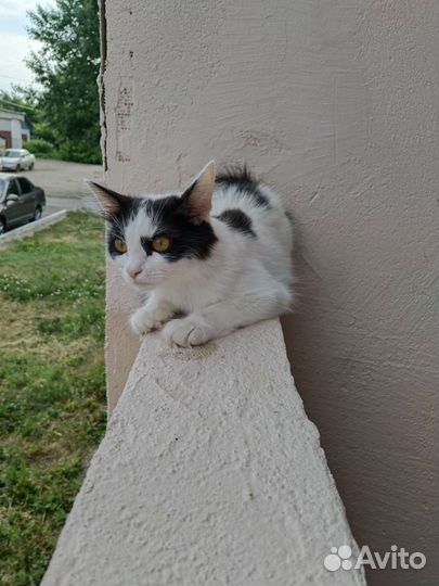 Кошки