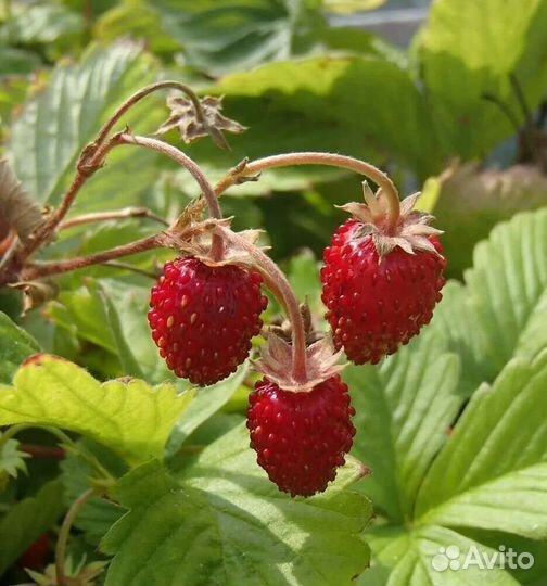 Рассада клубники и земляники безусой ремонтантой