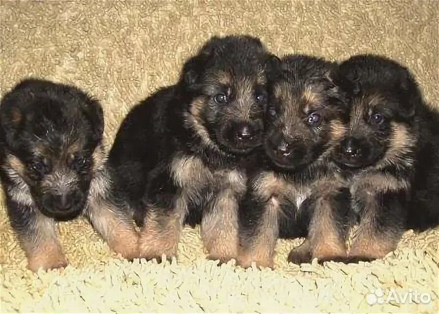 Щенки немецкой овчарки 1мес. Щенок овчарки 3 недели. Щенки немецкой овчарки 3 недели. Щенок вео 3 недели. Щенок овчарки 2 недели.