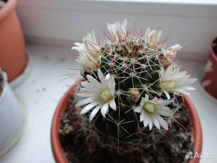Детки цветущих кактусов