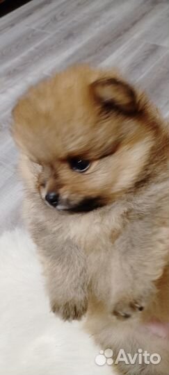 Шпицы детки