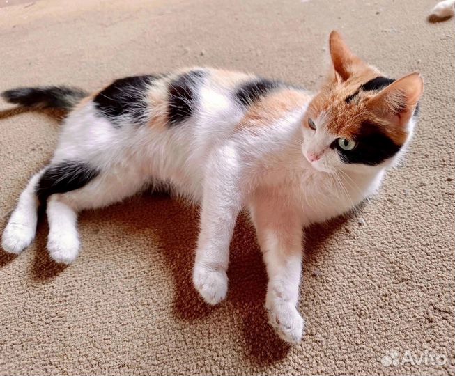 Кошечка на удачу