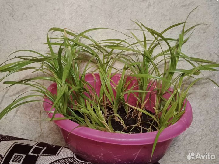 Панданус отростки